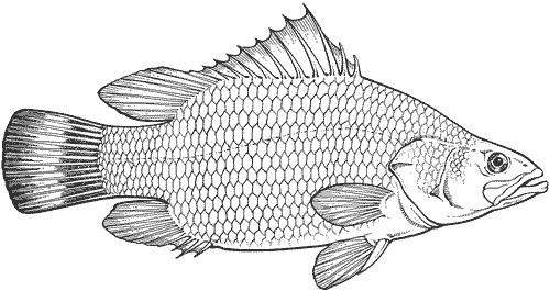 nile-perch