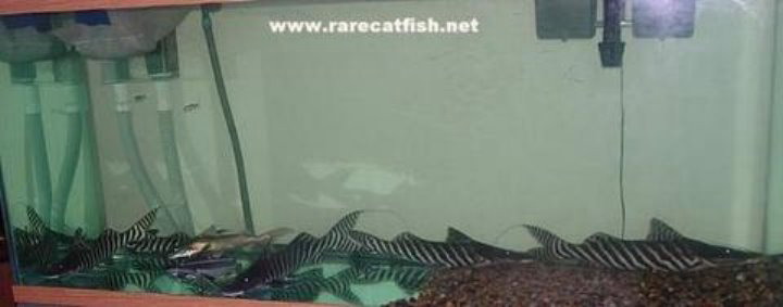 大鱼恋讨论区 : 观看文章 - ~ 鲶,鲸 & 鸭,铁甲 ~