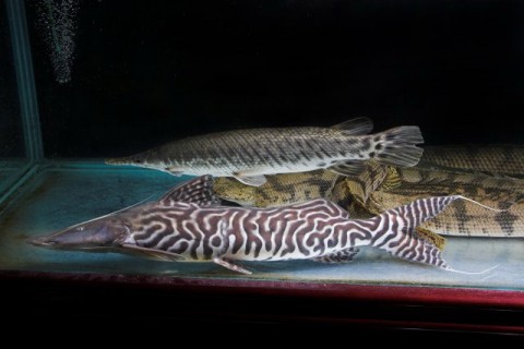 斑马鸭嘴
